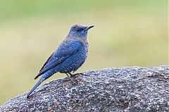 Blue Rock-Thrush